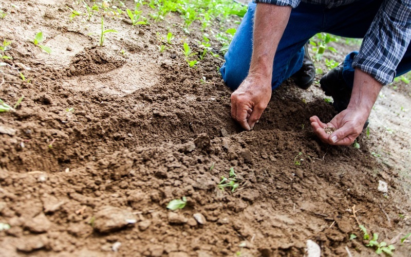 Plant Production National Certificates & Diploma